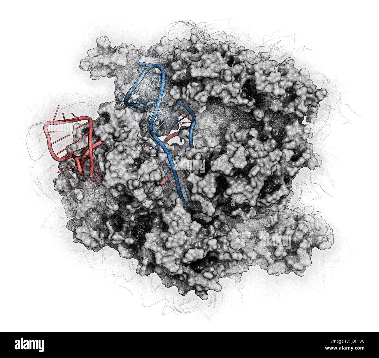 Bearbeitung komplexer von Streptococcus Pyogenes CRISPR-CAS9-gen. Das Cas9-Nuklease-Protein verwendet ein Guide RNA-Sequenz um zu DNA an eine ergänzende Website zu schneiden. Stockfoto
