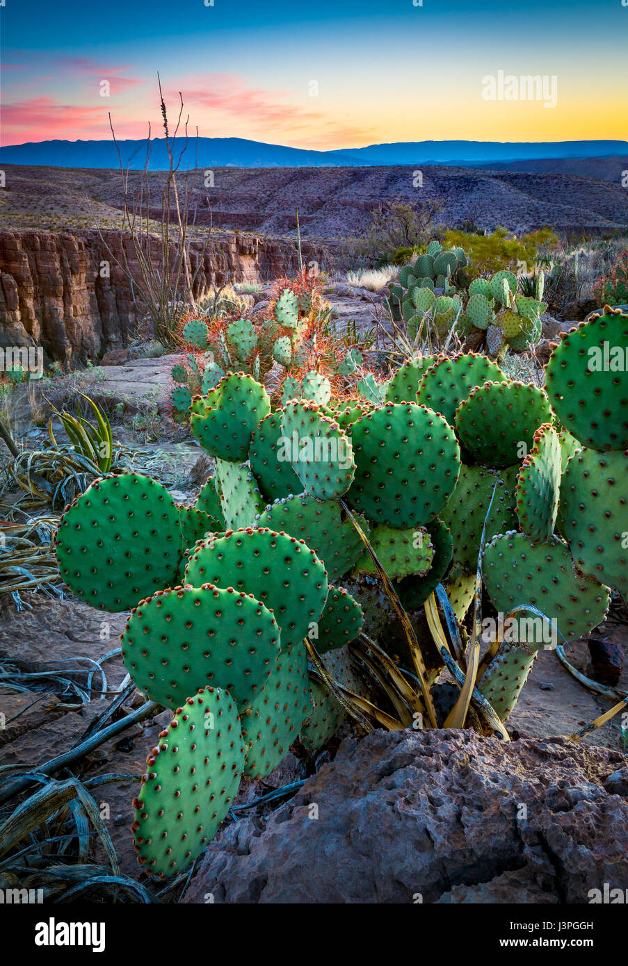 Big Bend National Park im US-Bundesstaat Texas hat nationalen Bedeutung als das größte Naturschutzgebiet der Chihuahua-Wüste Topographie und Ökologie Stockfoto