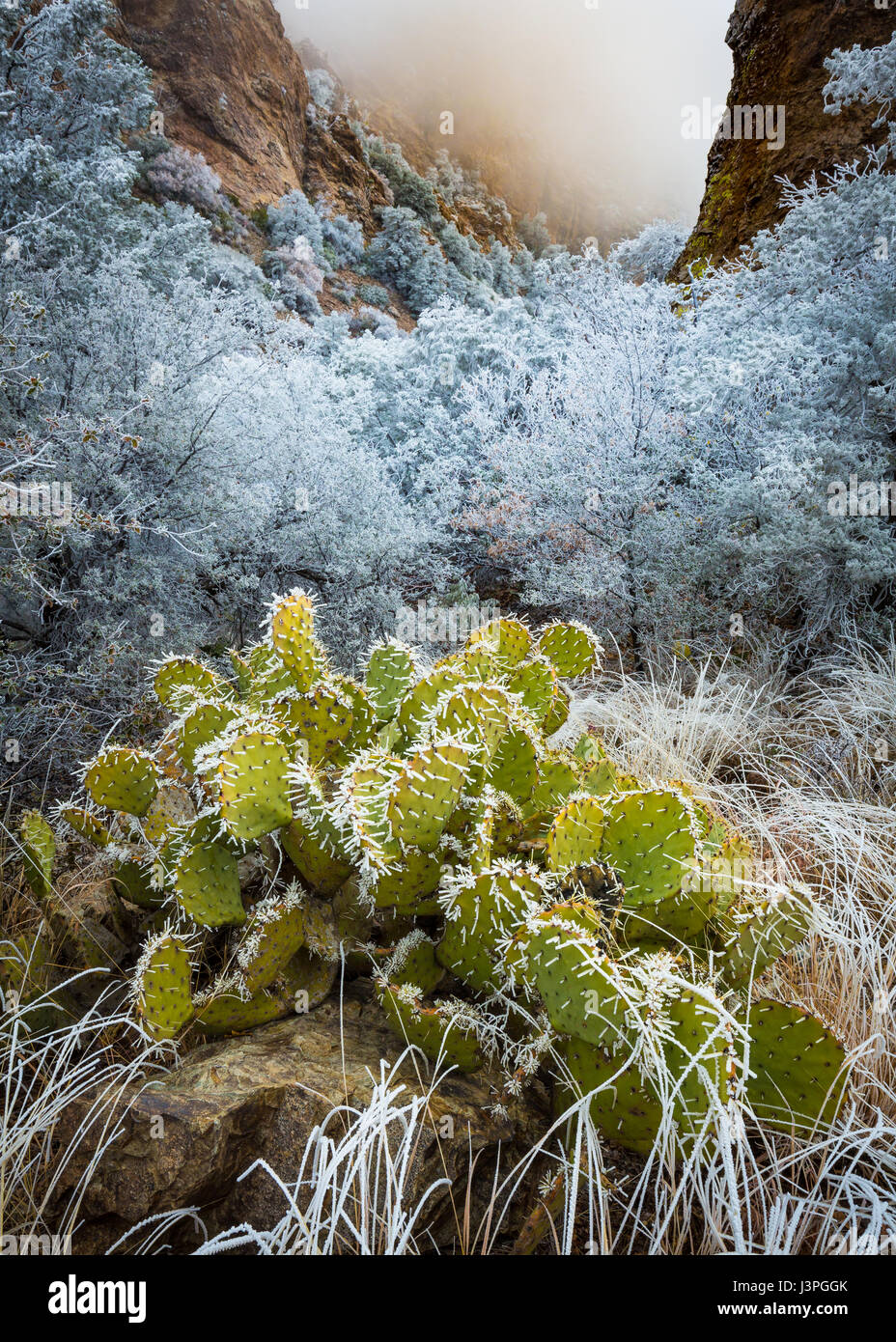 Big Bend National Park im US-Bundesstaat Texas hat nationalen Bedeutung als das größte Naturschutzgebiet der Chihuahua-Wüste Topographie und Ökologie Stockfoto