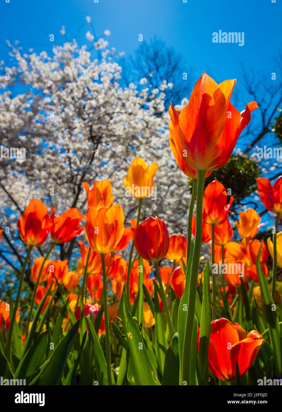 Die Dallas Arboretum und Botanischer Garten ist eine 66 Hektar großen