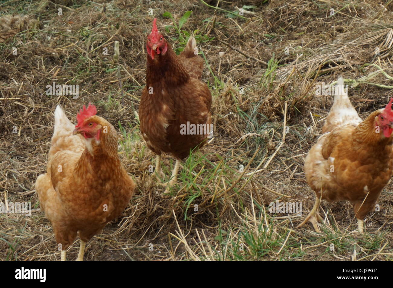Freilaufenden Hühnern Stockfoto