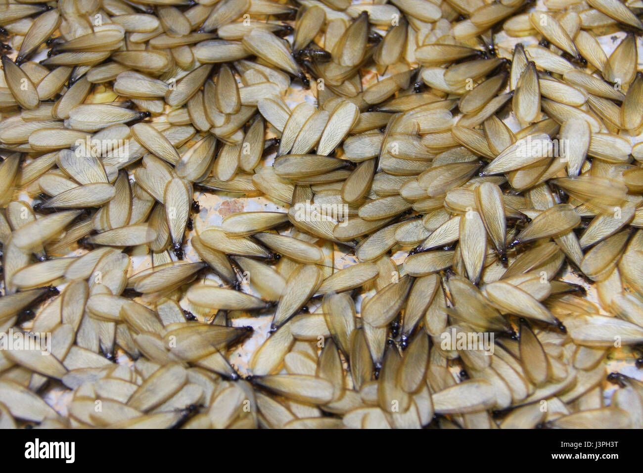 viele der braunen geflügelte Termite Erdgeschoss Stockfoto