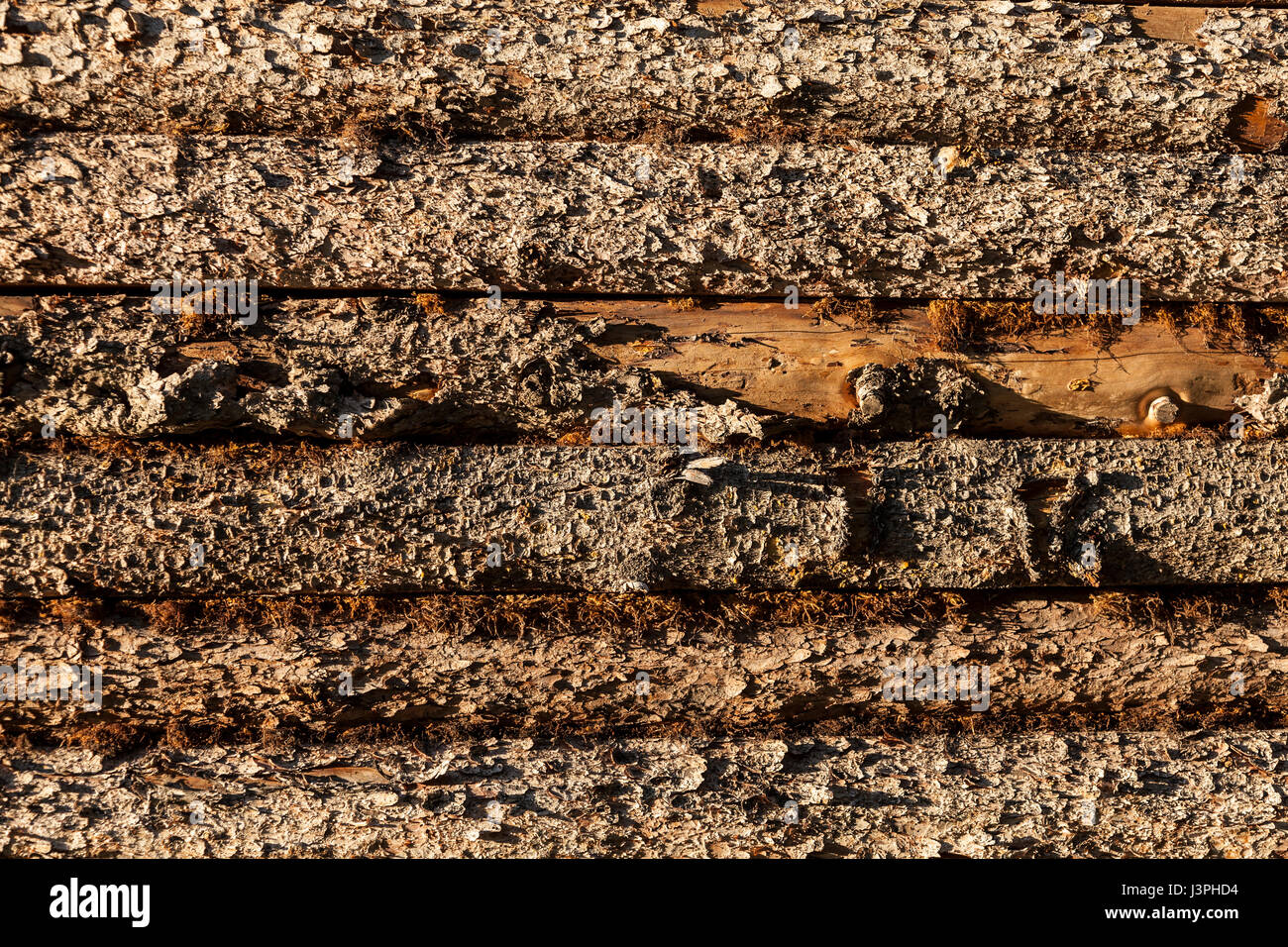 Holzplanken an der Seite der Scheune des chena Indian Village, Fairbanks, Alaska Stockfoto