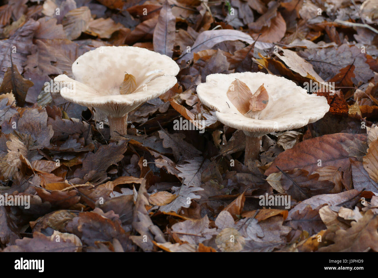 Clitocybe geotropa Stockfoto