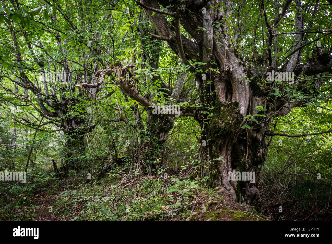 In den Wäldern. Quba Region, Aserbaidschan Stockfoto
