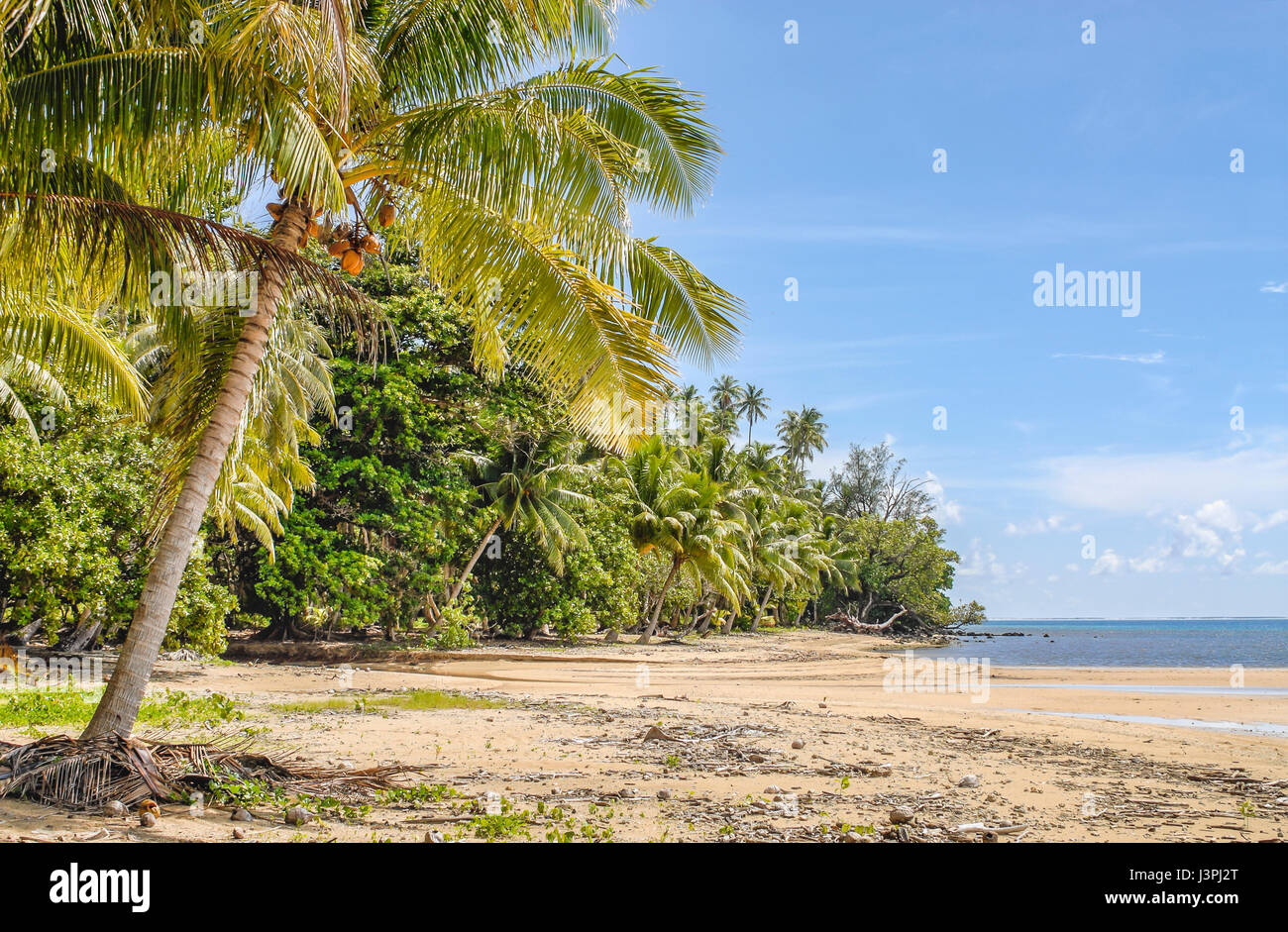 Exotischen Palmen Strand an einer Lagune auf der Insel Huahine, Französisch-Polynesien Stockfoto