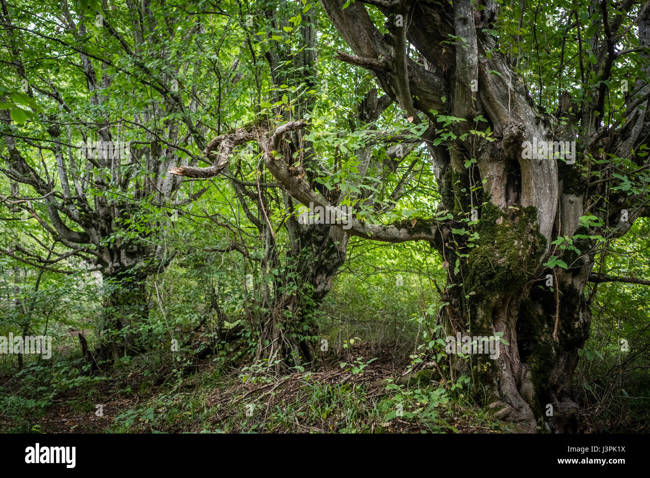 In den Wäldern. Quba Region, Aserbaidschan Stockfoto
