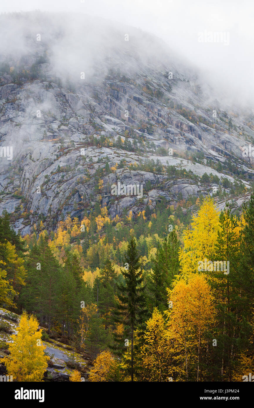Herbstfarben an einem regnerischen Tag in Nissedal, Telemark Fylke, Norwegen. Stockfoto