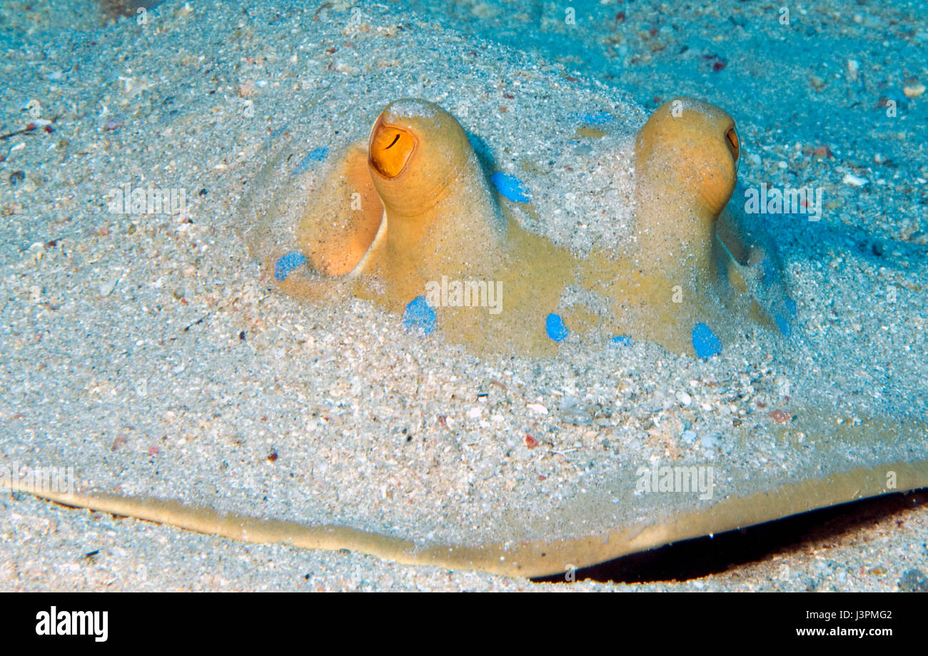 Blue spotted Stingray, Venemous, gefährlich, Ägypten, Afrika, Rotes Meer, Taeniura Lymma, Stockfoto