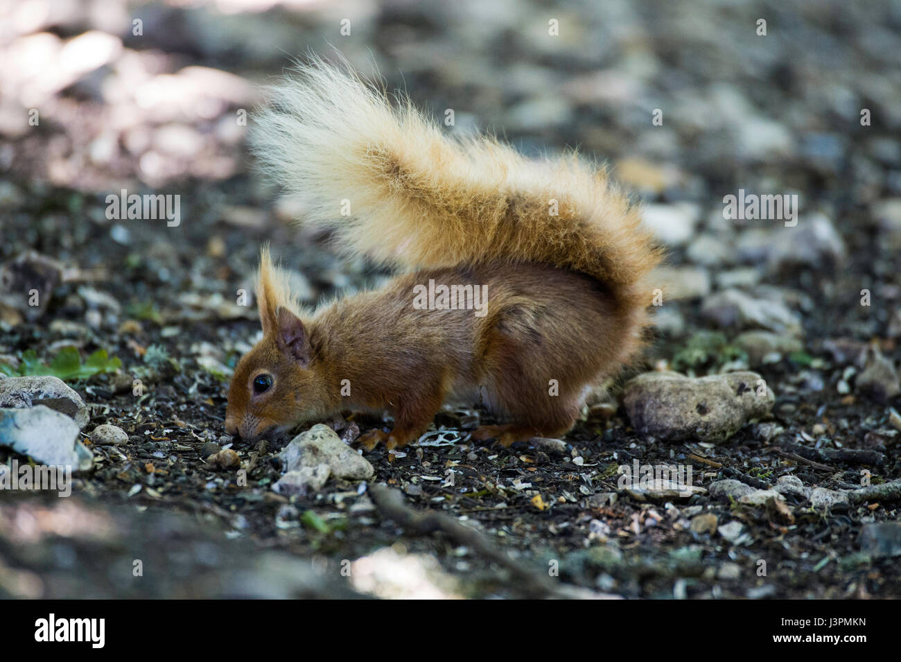 Eichhörnchen auf Brownsea Island, Poole, Dorset UK Stockfoto