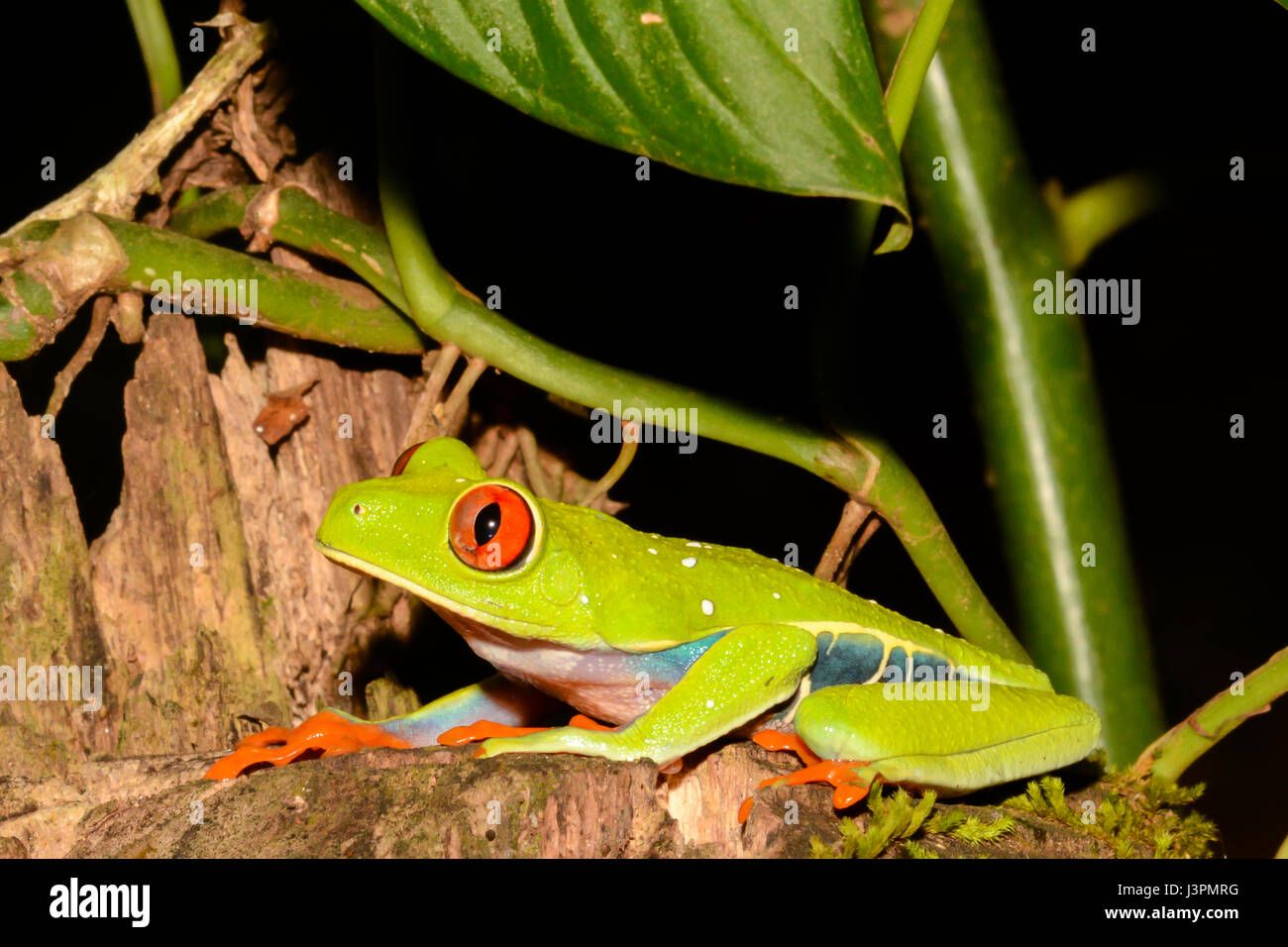 Eine Nahaufnahme von einem Red-eyed Laubfrosch in Costa Rica Stockfoto
