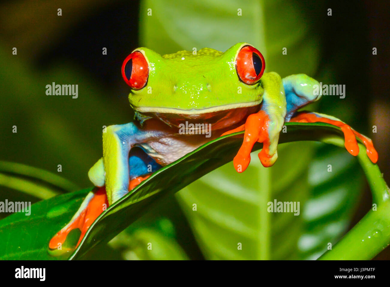 Eine Nahaufnahme von einem Red-eyed Laubfrosch in Costa Rica Stockfoto