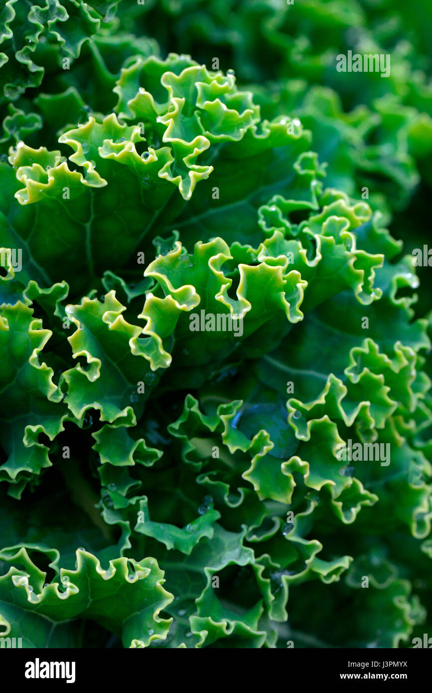 Gruenkohl, Krauskohl, Federkohl, Winterkohl, Sorte Ostfriesische Palme, Bis Zu 1,8 m Hoch, Brassica Oleracea Acephala var. Sabellica Stockfoto