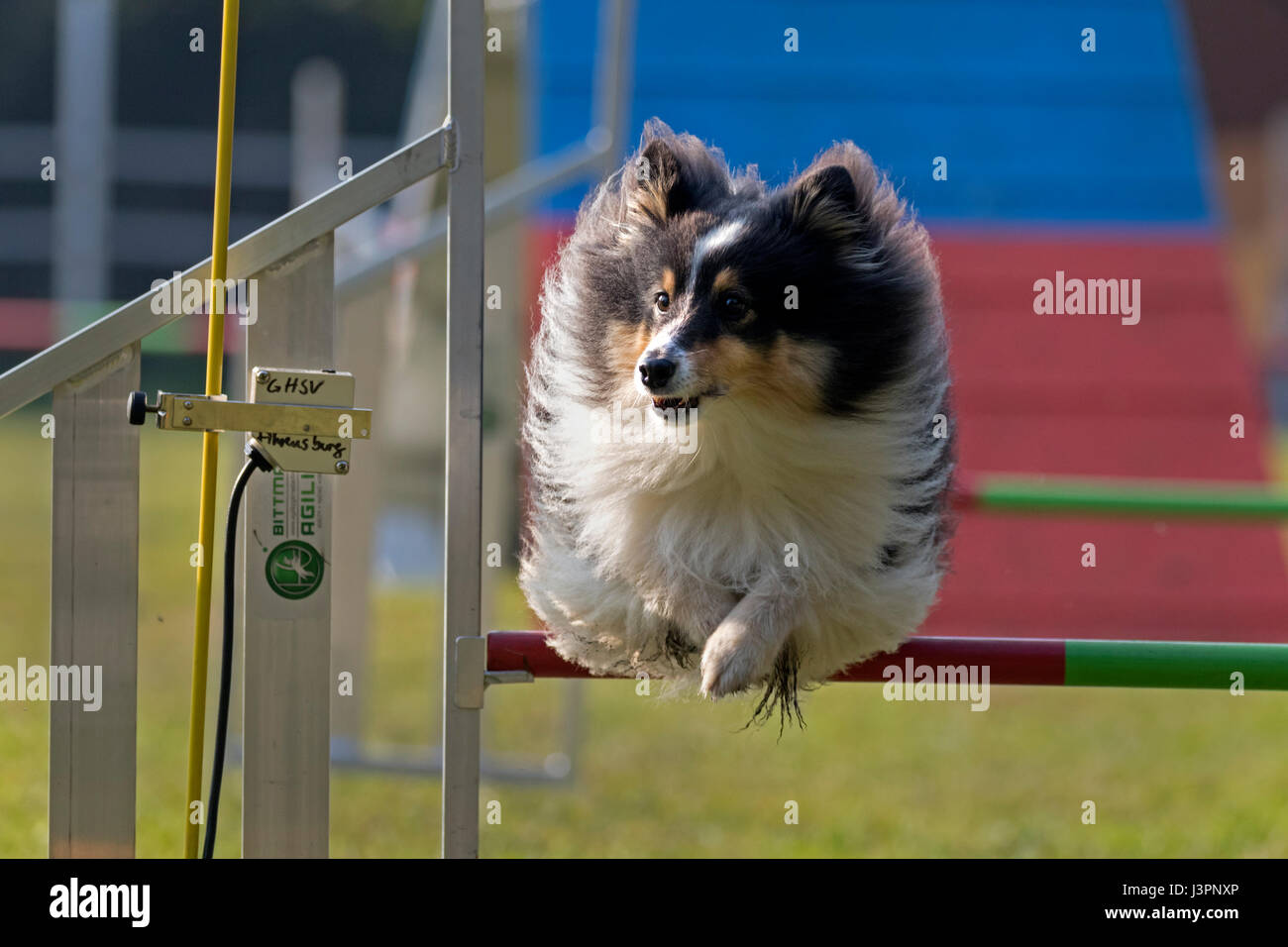 Agility 2015 in Hamburg, Deutschland Stockfoto