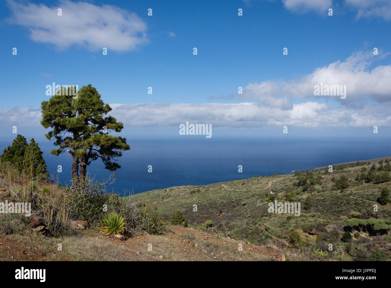 Küste von Las Tricias, Puntagorda, La Palma, Spanien Stockfoto
