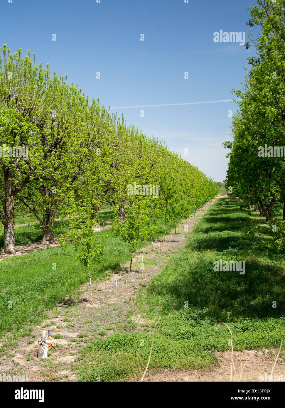 Continental, Arizona - ein Pecan Obstgarten in der Sonora-Wüste. Stockfoto
