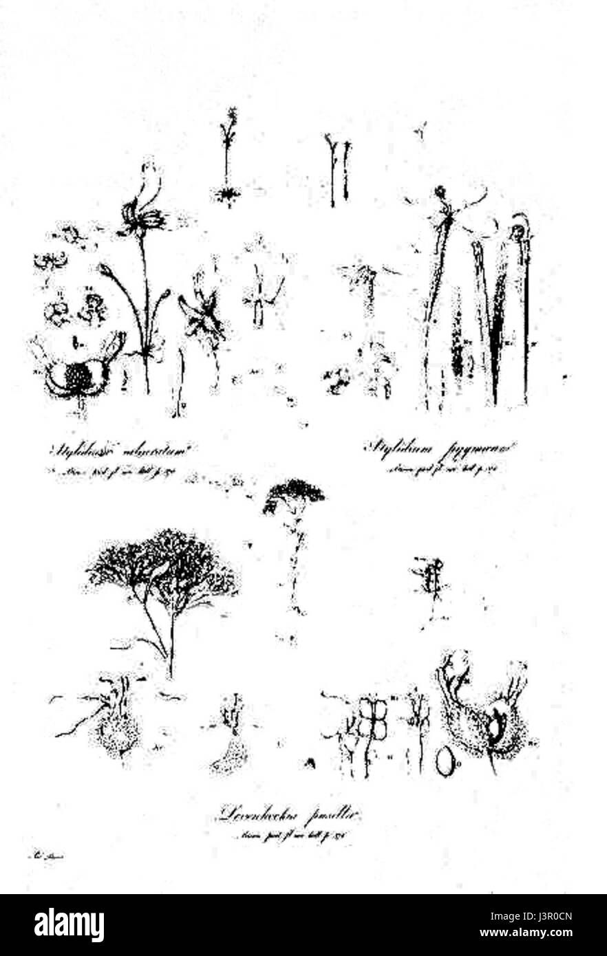 Illustrationes Florae Novae Hollandiae Plate 15 ist Teil einer botanischen Serie, die die Flora von New Holland (dem heutigen Australien) illustriert. Diese Platte enthält detaillierte Zeichnungen einheimischer Pflanzenarten, die zur Untersuchung und Klassifizierung der australischen Flora im 18. Jahrhundert beitragen. Stockfoto