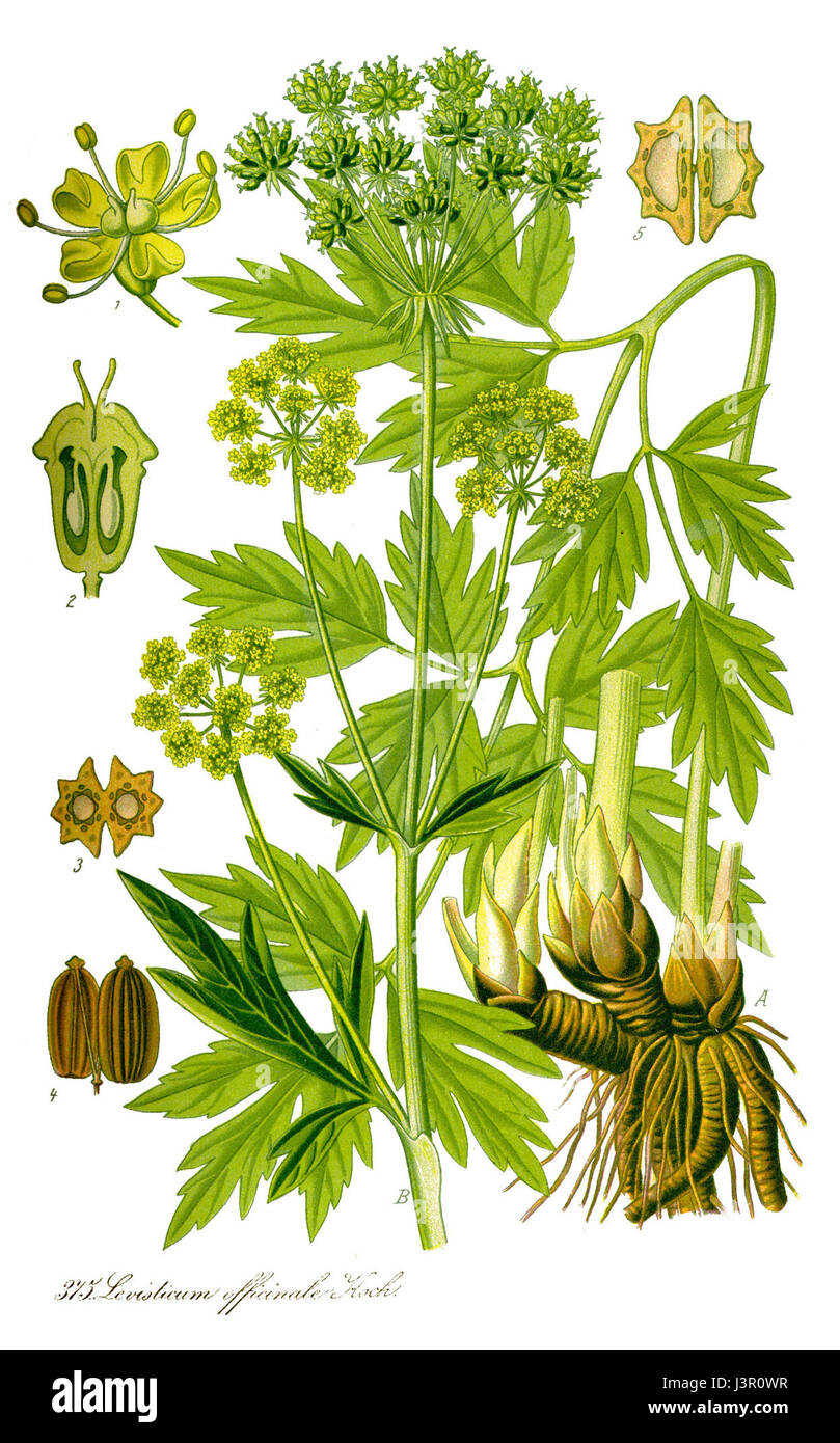Dies ist eine Illustration von Levisticum officinale, allgemein bekannt als Lovage. Es ist eine mehrjährige Pflanze, die in der Kräutermedizin und in der Küche verwendet wird und in Europa und Asien beheimatet ist. Stockfoto