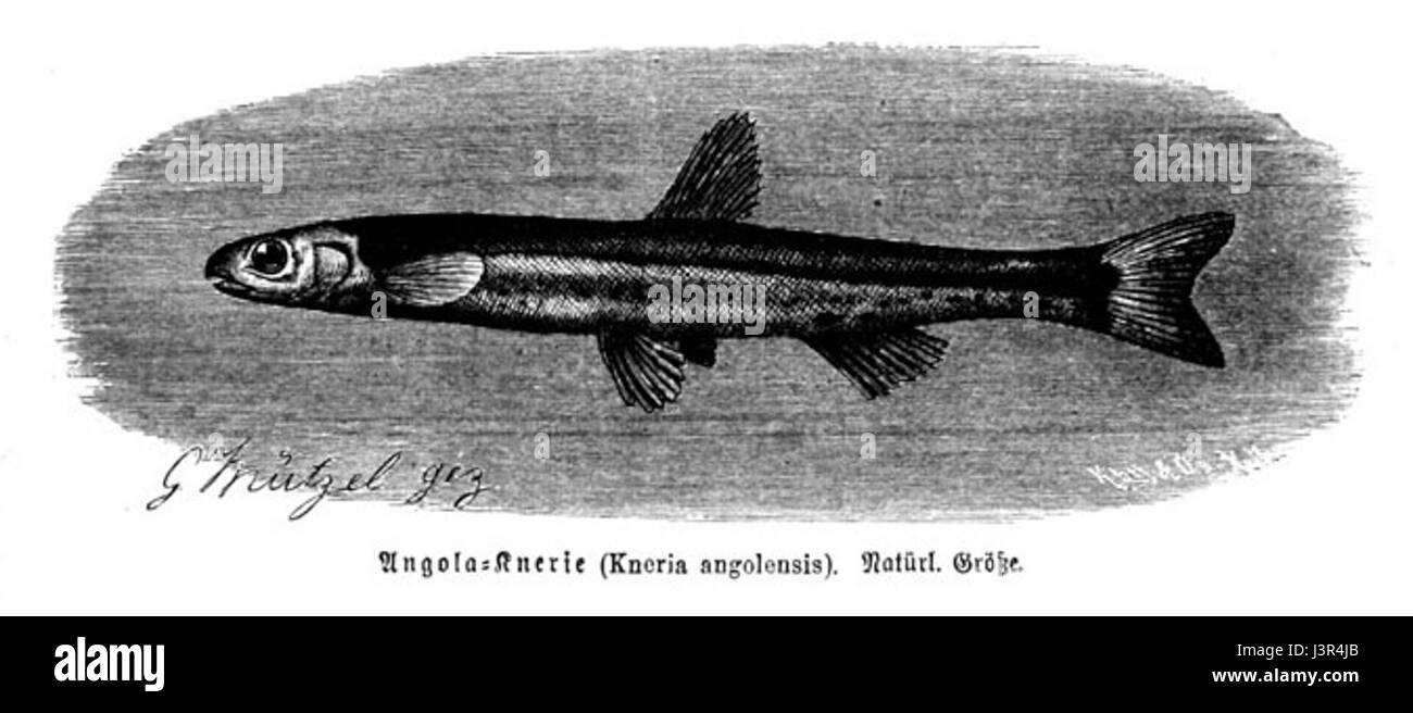 Kneria angolensis ist eine Art von Süßwasserfischen, die in West- und Zentralafrika beheimatet ist. Er kommt häufig in Flüssen und Bächen vor, was sich durch seine Anpassungsfähigkeit an verschiedene aquatische Umgebungen auszeichnet. Stockfoto