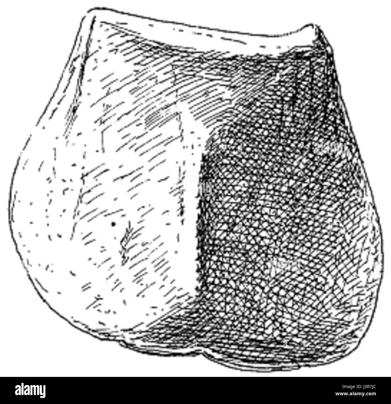 Jaekel Jaekelopterus Rhenaniae Abb. 3 Stockfotografie Alamy