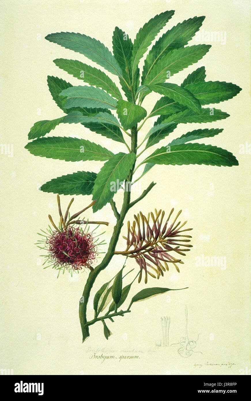 Knightia excelsa ist eine Fischart, die für ihre Fossilienbestände bekannt ist und für die Erforschung prähistorischer Meereslebewesen während des Eozäns wichtig ist. Stockfoto