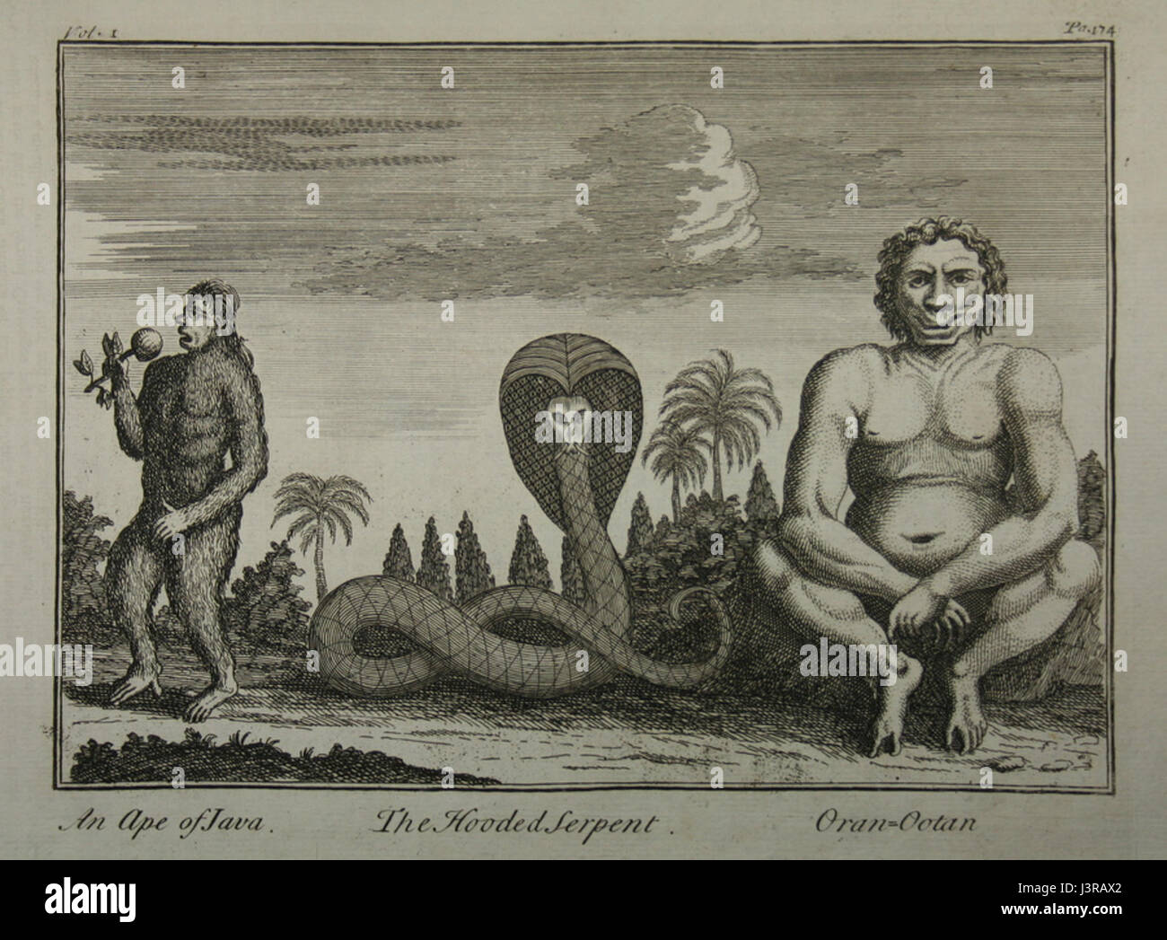 Javacreatures kann sich auf einen Begriff oder eine Entität beziehen, der mit Java verwandt ist, wie Kreaturen oder fiktive Wesen aus der Java-Region oder ein Fiktionswerk. Stockfoto