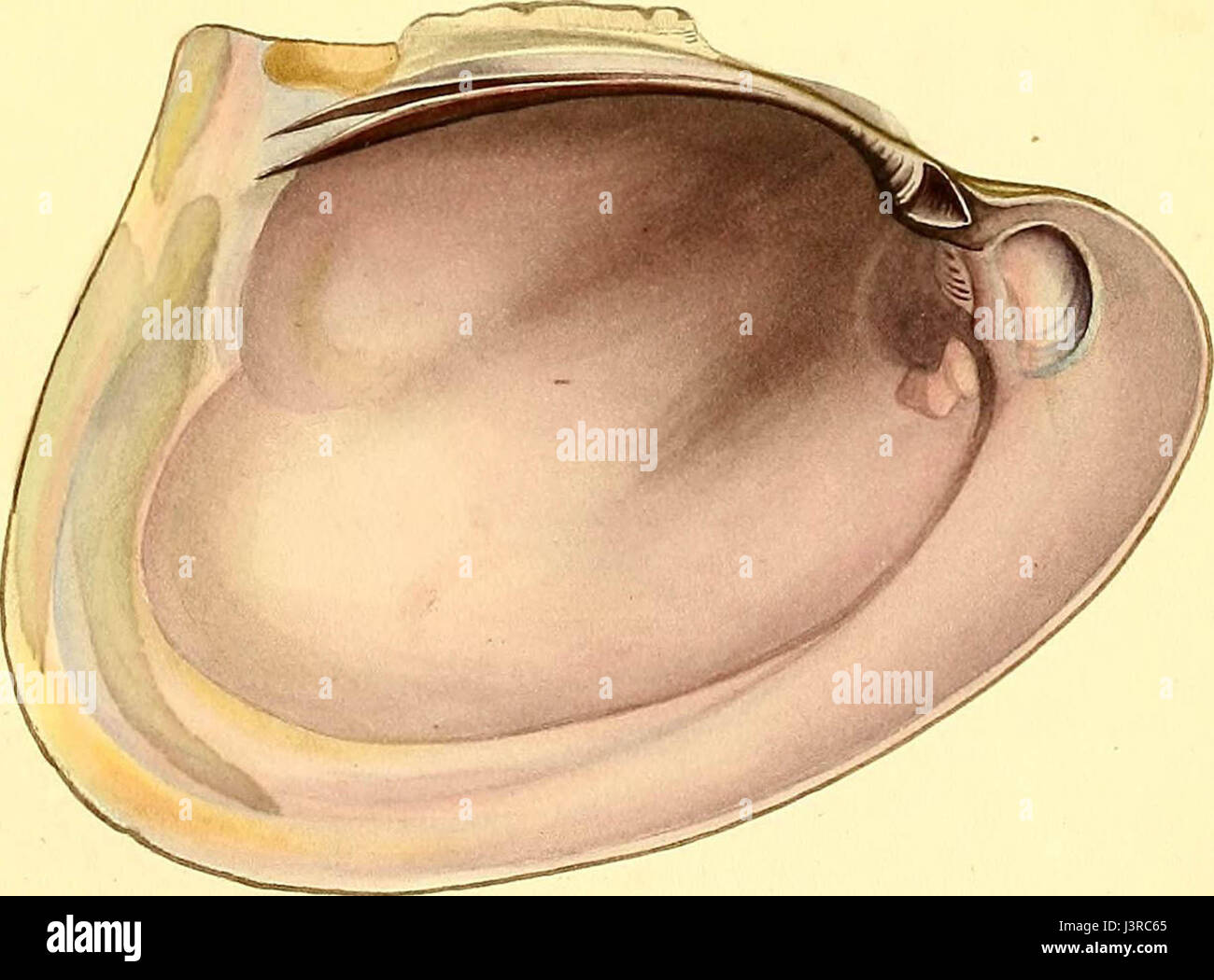 "Exotische Conchology; oder Zahlen und Beschreibungen von seltenen, schönen oder unbeschriebene Muscheln, entnommen der erlesensten Exemplare auf Stein... " (1821) Stockfoto