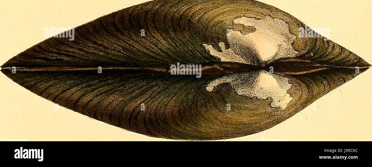 "Exotische Conchology; oder Zahlen und Beschreibungen von seltenen, schönen oder unbeschriebene Muscheln, entnommen der erlesensten Exemplare auf Stein... " (1821) Stockfoto