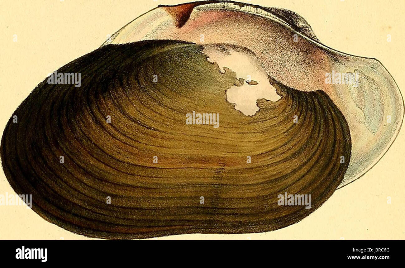 "Exotische Conchology; oder Zahlen und Beschreibungen von seltenen, schönen oder unbeschriebene Muscheln, entnommen der erlesensten Exemplare auf Stein... " (1821) Stockfoto