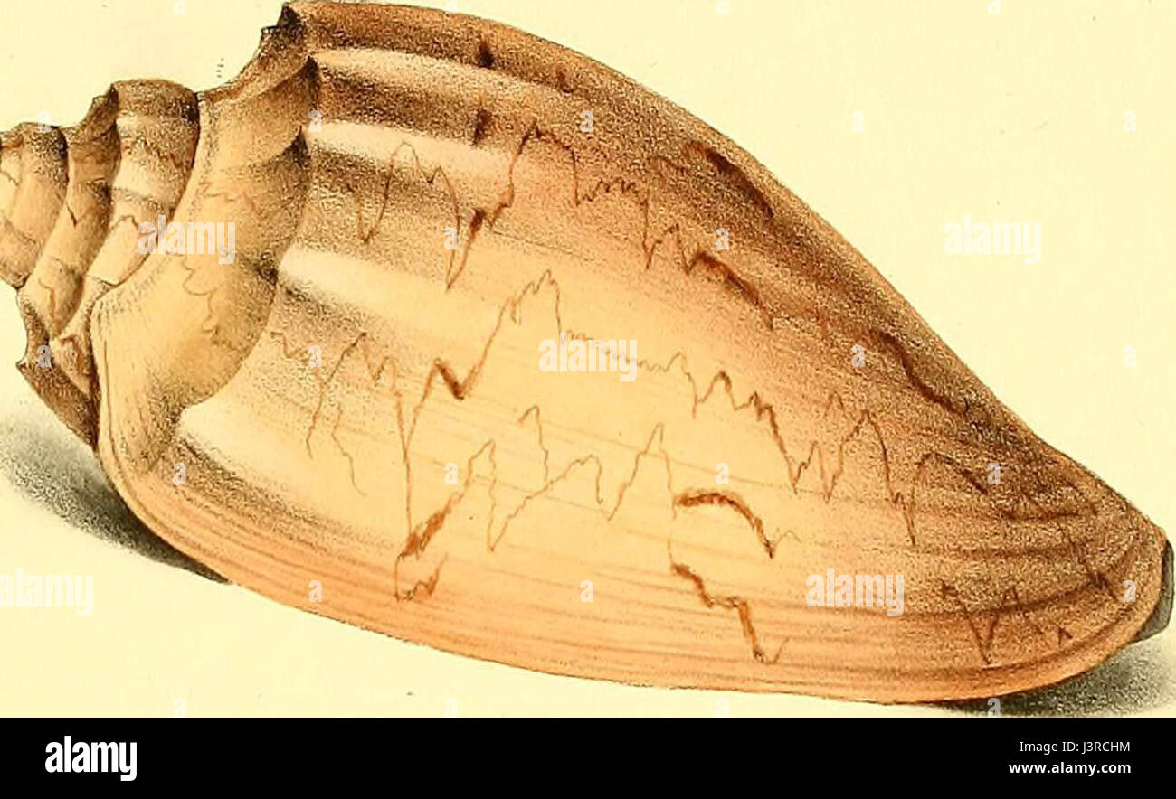 "Exotische Conchology; oder Zahlen und Beschreibungen von seltenen, schönen oder unbeschriebene Muscheln, entnommen der erlesensten Exemplare auf Stein... " (1821) Stockfoto