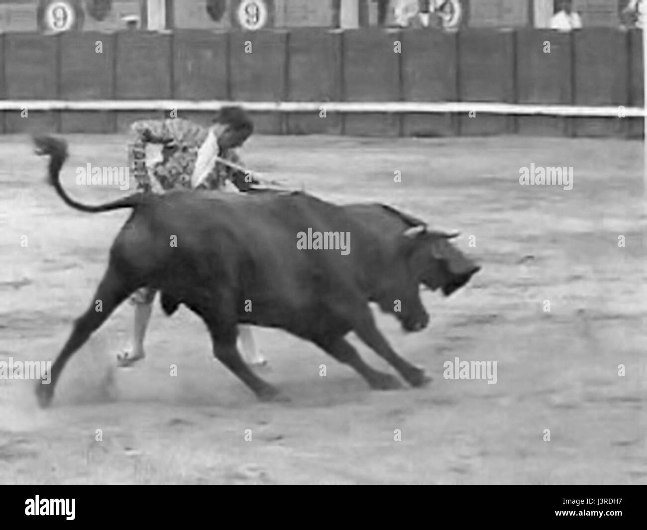 Joselito natürliche Stockfoto