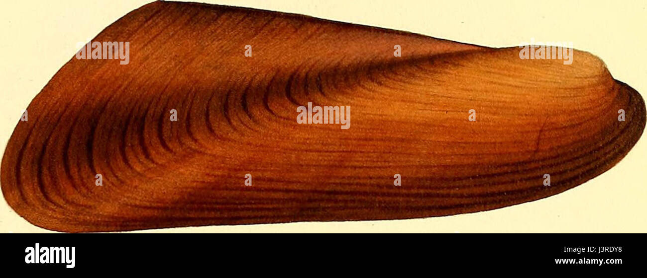 "Exotische Conchology; oder Zahlen und Beschreibungen von seltenen, schönen oder unbeschriebene Muscheln, entnommen der erlesensten Exemplare auf Stein... " (1821) Stockfoto