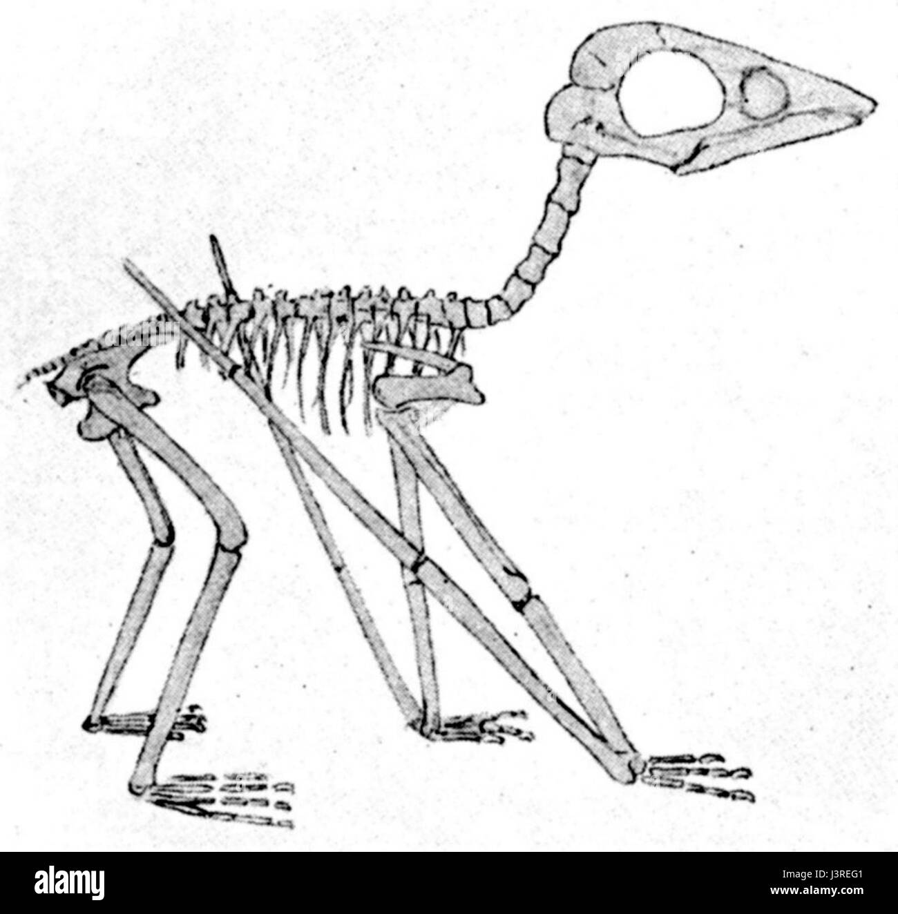 Der junge Pterodactylus antiquus solnhofen ist eine prähistorische Art fliegenden Reptils, die im Spätjura lebte. Es ist aus fossilen Beweisen bekannt, die Einblicke in die Vielfalt der alten fliegenden Reptilien und ihre Entwicklung im Mesozoikum geben. Stockfoto