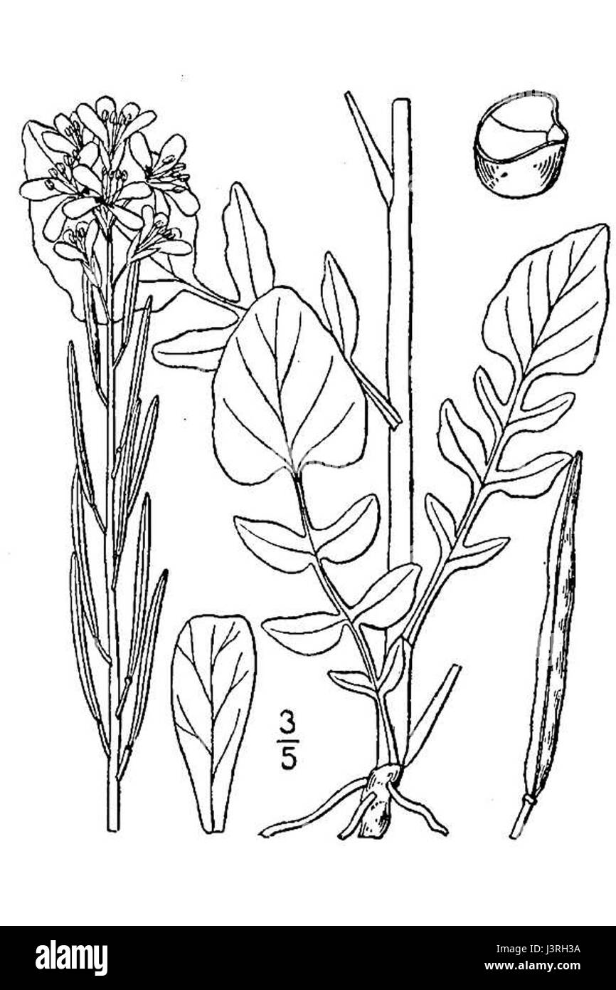 Abbildung Barbarea vulgaris01 Stockfoto