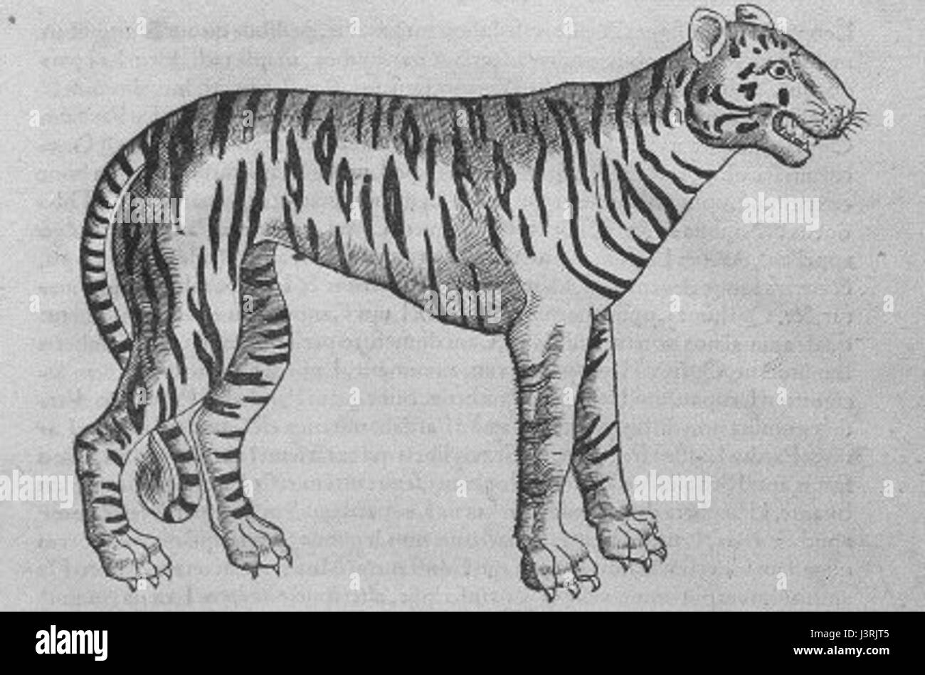 „Illustrations de Icones animalium“ ist ein zoologisches Werk, das sich auf Tierarten konzentriert, mit besonderem Augenmerk auf Vierbeiner-, Viviparen- und Eigebärentiere, und enthält detaillierte Darstellungen, wie z. B. des Tigers. Stockfoto