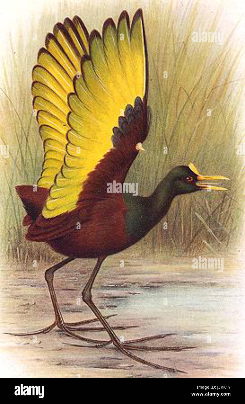 Jacana spinosa, auch bekannt als Spornjakana, ist ein Watvogel, der in tropischen Regionen vorkommt. Er hat lange Beine und große Füße, die es ermöglichen, auf schwimmender Vegetation in Feuchtgebieten zu laufen. Die Art ist für ihre auffällige Färbung bekannt, wobei Männchen oft heller gefärbt sind als Weibchen. Sie kommt in flachen, Süßwasserhabitaten wie Sümpfen und Teichen vor. Stockfoto