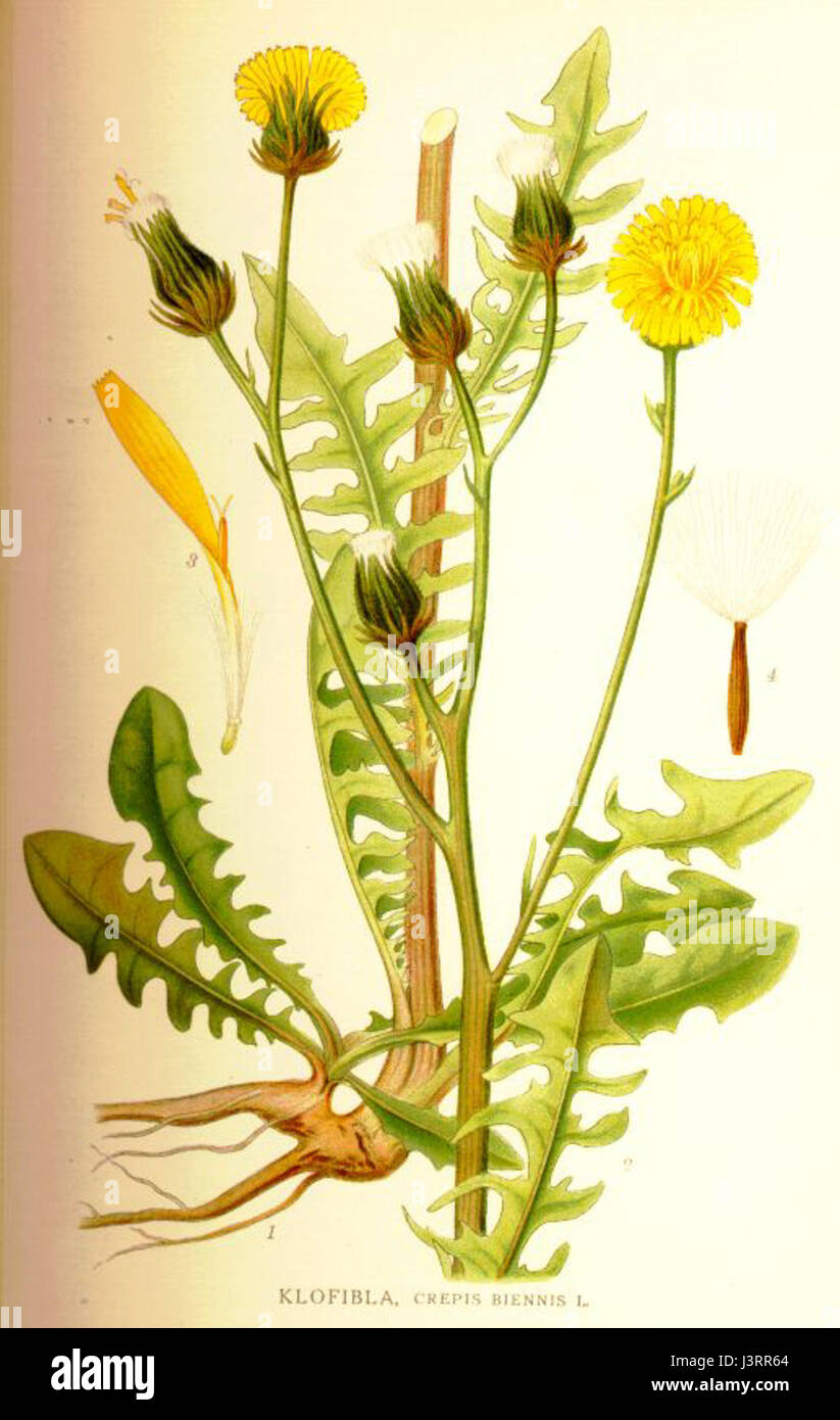 Klofibla Crepis biennis Stockfoto