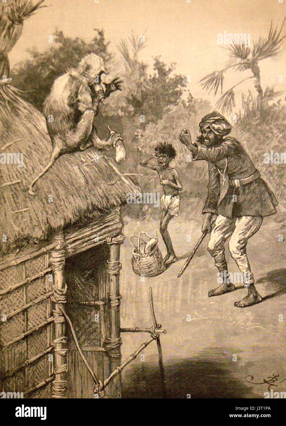 Indianmonkey Stockfoto