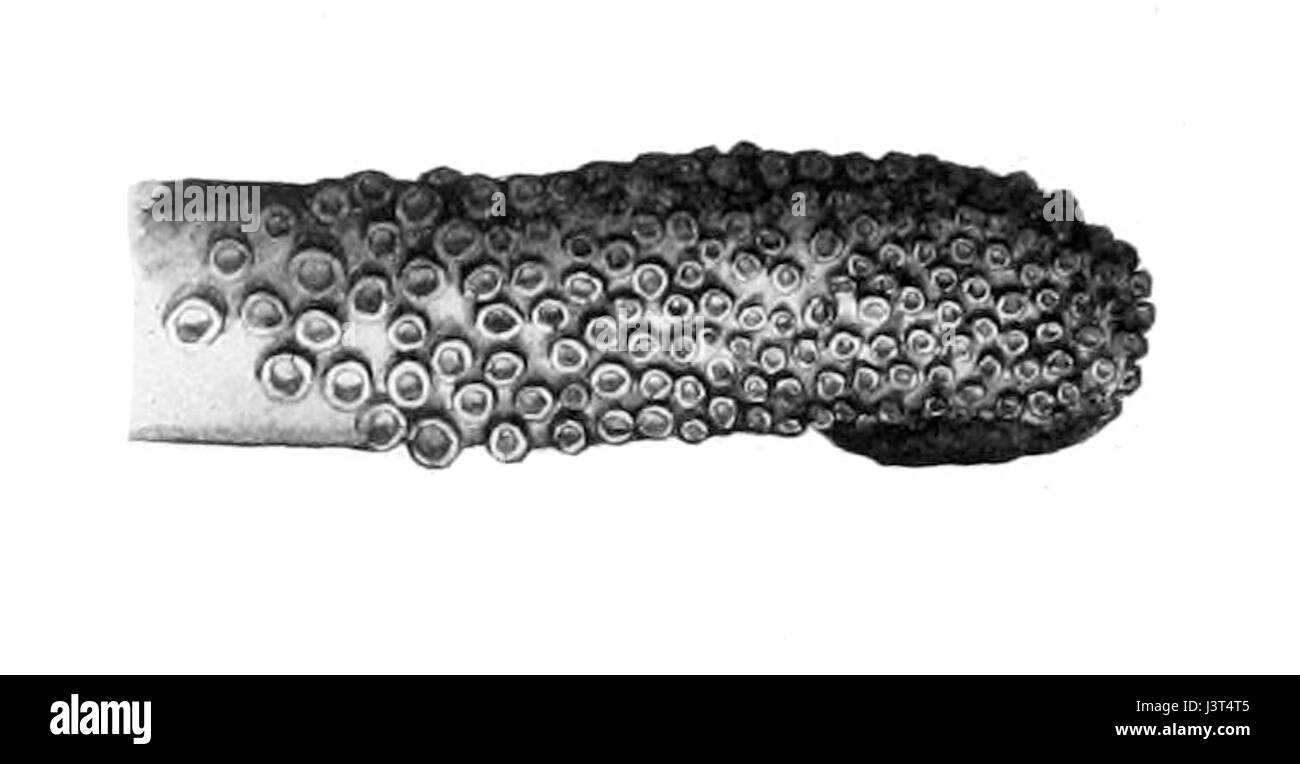 Iridoteuthis Iris Tentakel Stockfoto