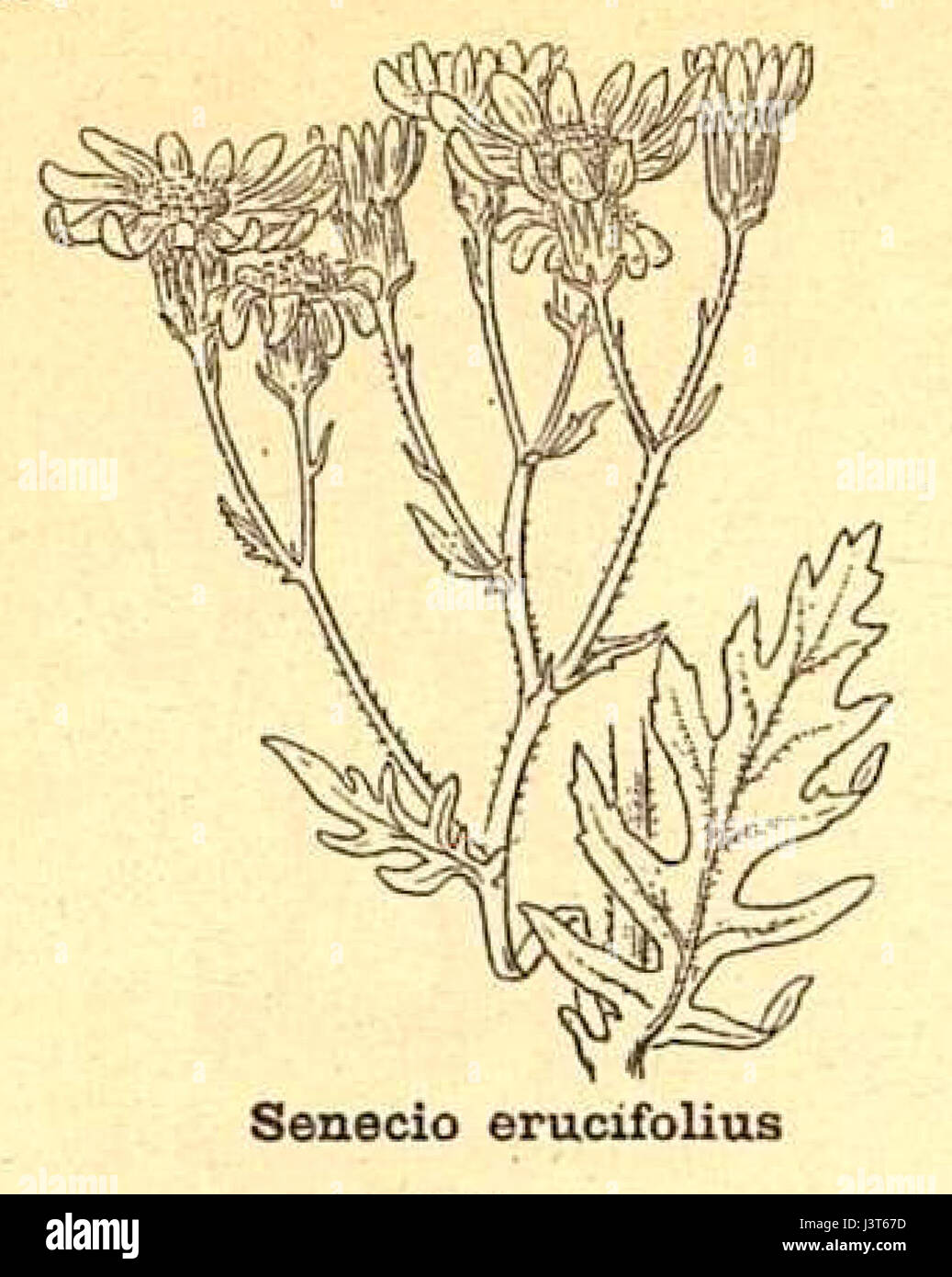 Jacobaea Erucifolia Ssp erucifolia Stockfoto