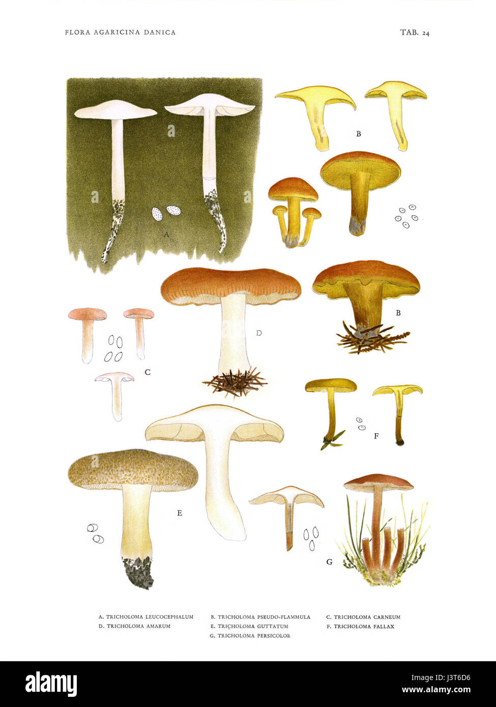Die *Flora Agaricina Danica* von Jakob E. Langeâ ist ein botanisches Werk, das die Pilze Dänemarks dokumentiert, mit detaillierten Illustrationen und Beschreibungen der in der Region gefundenen Arten, die in mehreren Bänden veröffentlicht wurden. Stockfoto