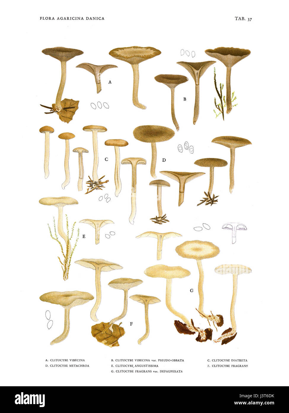 Jakob E. lange's Flora agaricina Danica ist ein botanisches Werk, das Pilzarten in Dänemark dokumentiert. 37 mit einer detaillierten Darstellung oder Beschreibung einer bestimmten Art. Stockfoto