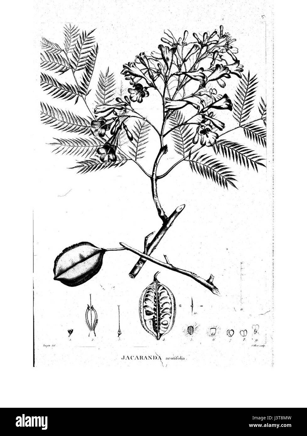 *Jacaranda acutifolia* ist eine Baumart, die für ihre auffälligen blauen oder violetten Blüten bekannt ist. Sie ist in Südamerika beheimatet und kommt häufig in tropischen und subtropischen Regionen vor. Der Baum wird auch für seine dekorative Schönheit und die Umweltvorteile in städtischen Landschaften geschätzt. Stockfoto