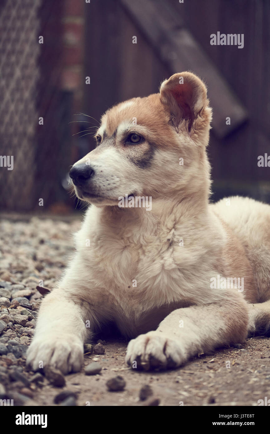 Northern Inuit Welpen im Garten Stockfoto