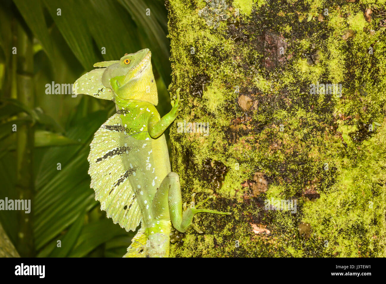 Ein Smaragd Basilisk Kletterbaum in Costa Rica Stockfoto