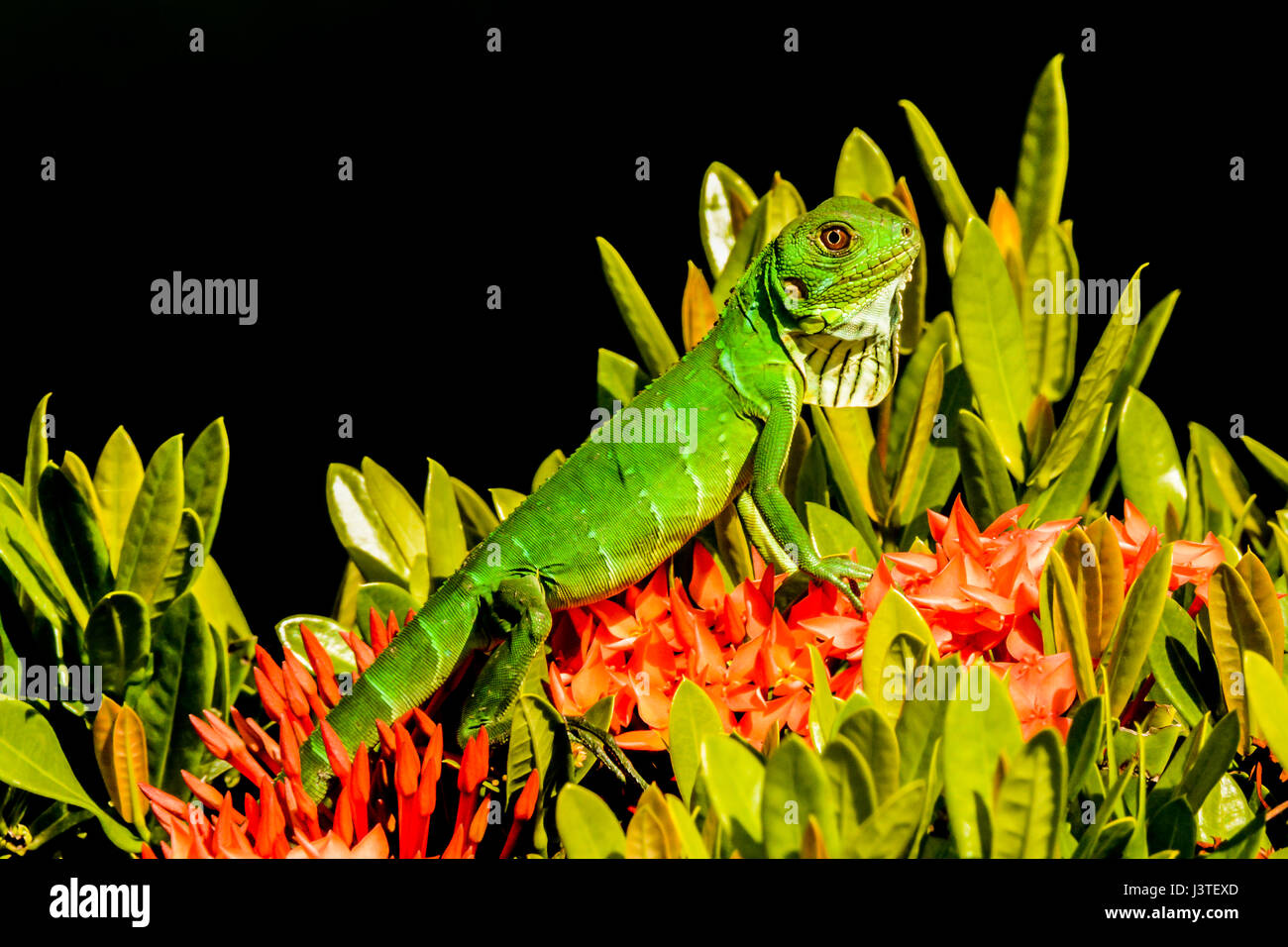 Ein grüner Leguan auf einem Busch in Costa Rica Stockfoto