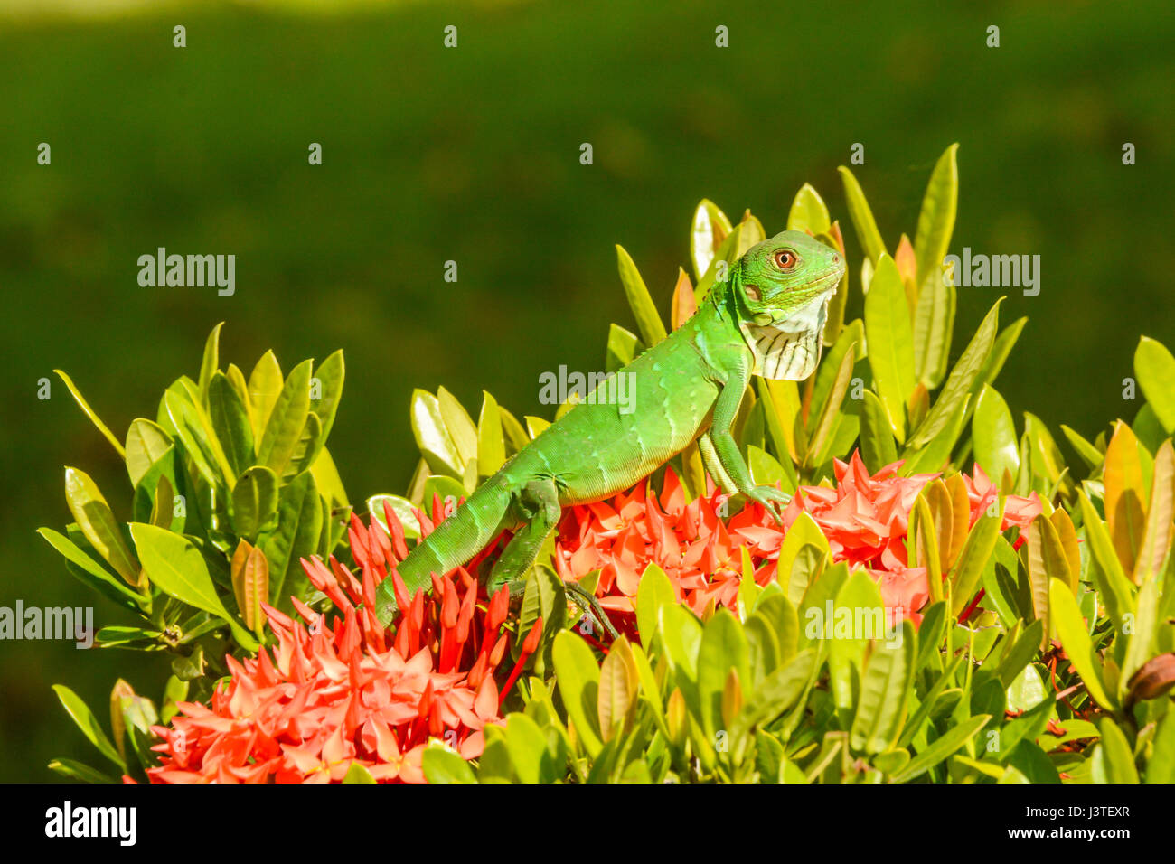 Ein grüner Leguan auf einem Busch in Costa Rica Stockfoto