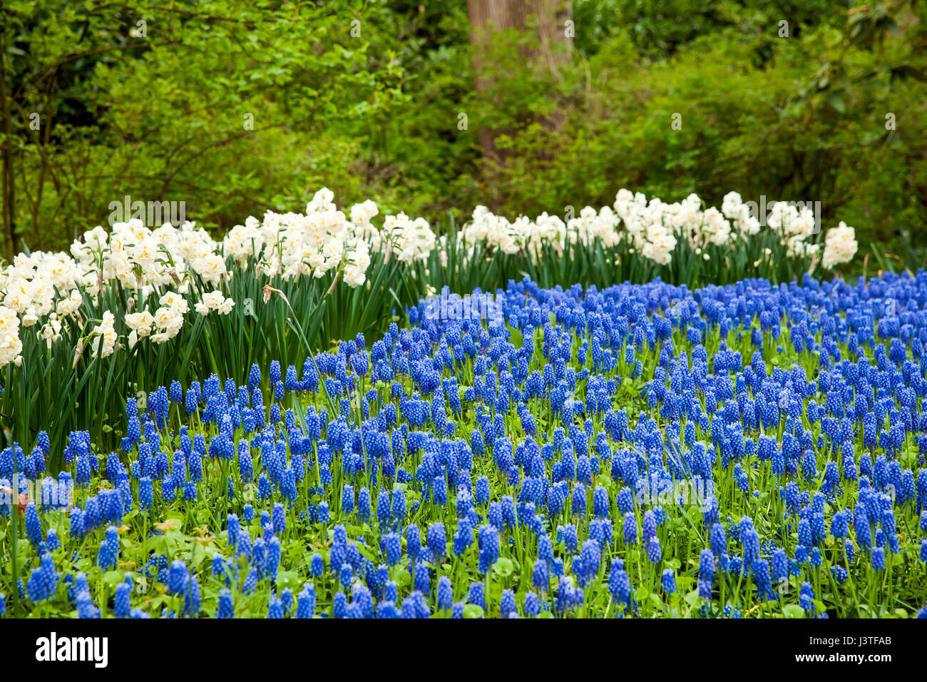 Bunte Blumen im Keukenhof park Stockfoto