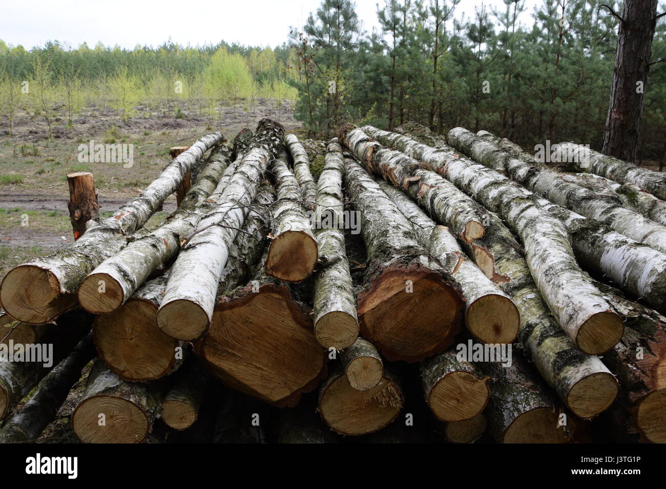 Haufen von Rundholz aus gefällten Silber Birken Stockfoto