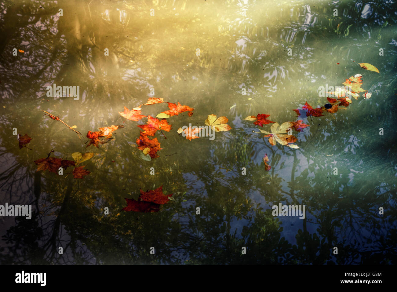 Herbstsaison. Schwimmende gefallenen laves auf dem Wasser. Stockfoto